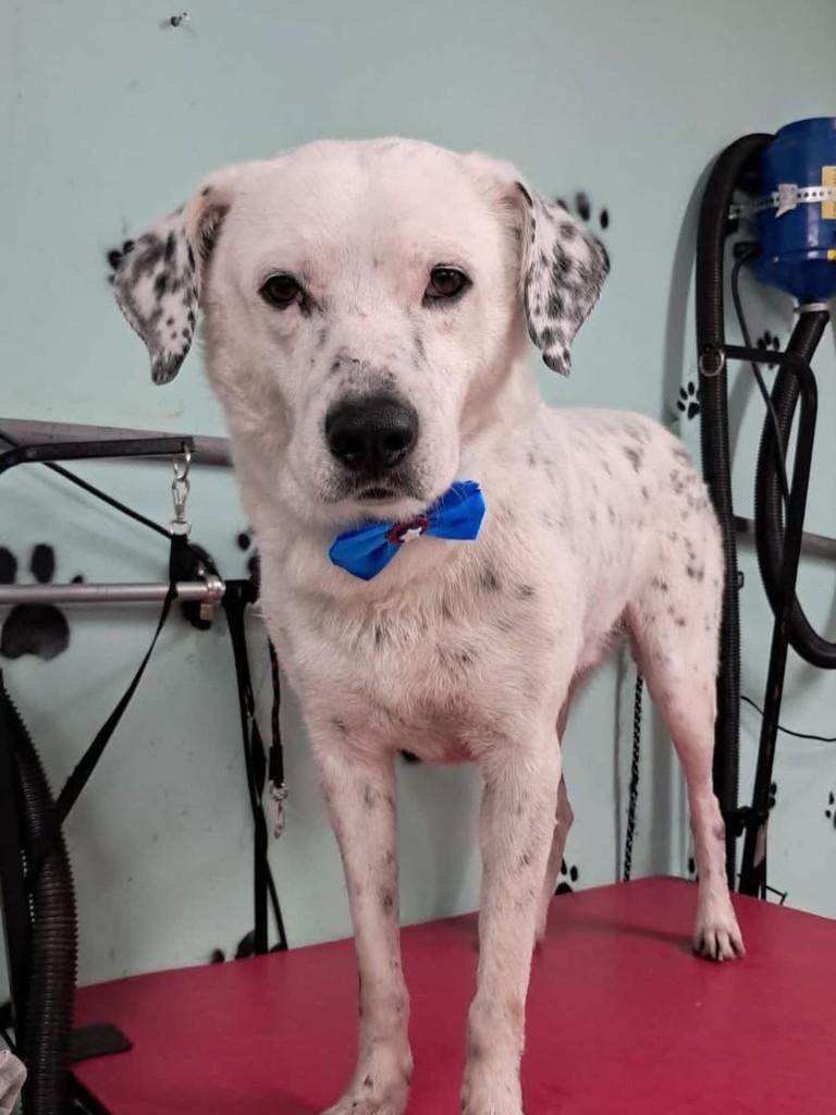 Branco, cachorro de porte grande para adoção em São José dos Pinhais - PR