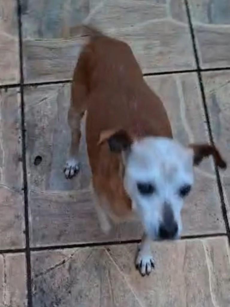 Perninha, cachorro de porte pequeno para adoção em São José dos Pinhais - PR