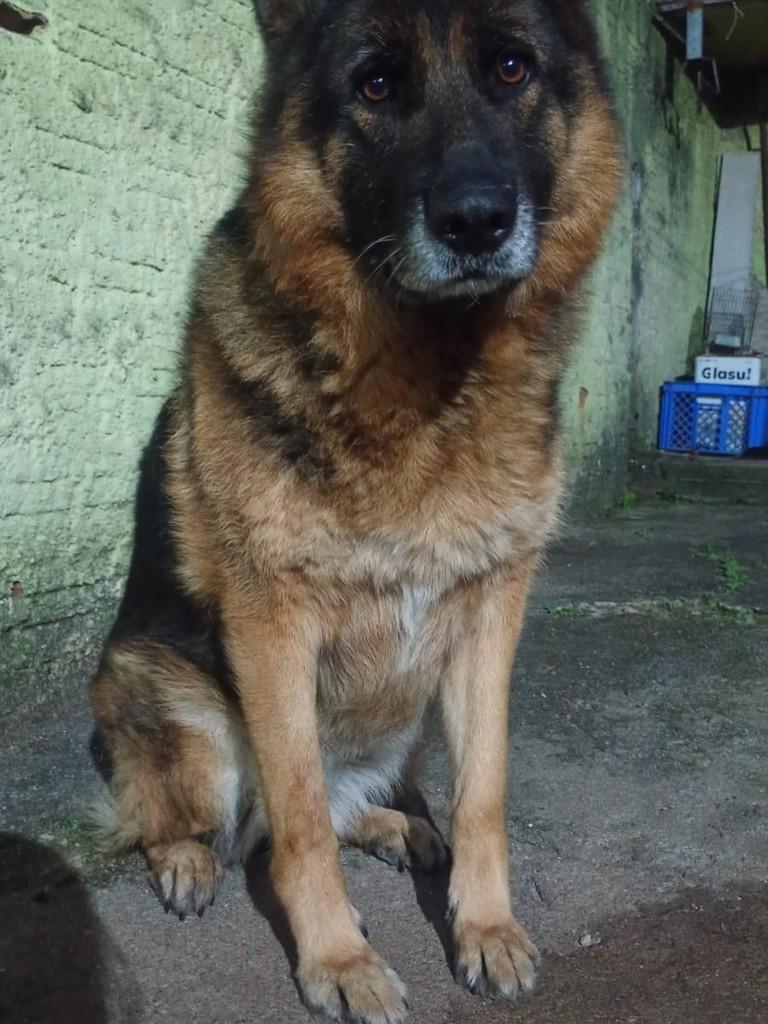 Kiara, cachorro de porte médio para adoção em São João do Piauí - PI