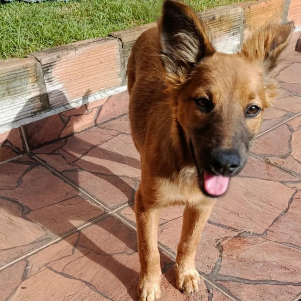 Cachorrinha, cadela de porte médio para adoção em São João del Rei - MG