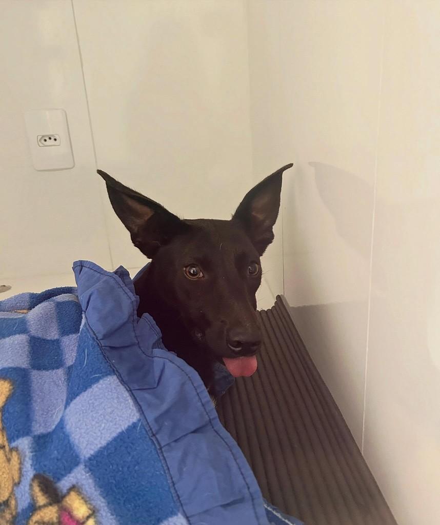 Pretinha, cachorro de porte médio para adoção em São João del Rei - MG