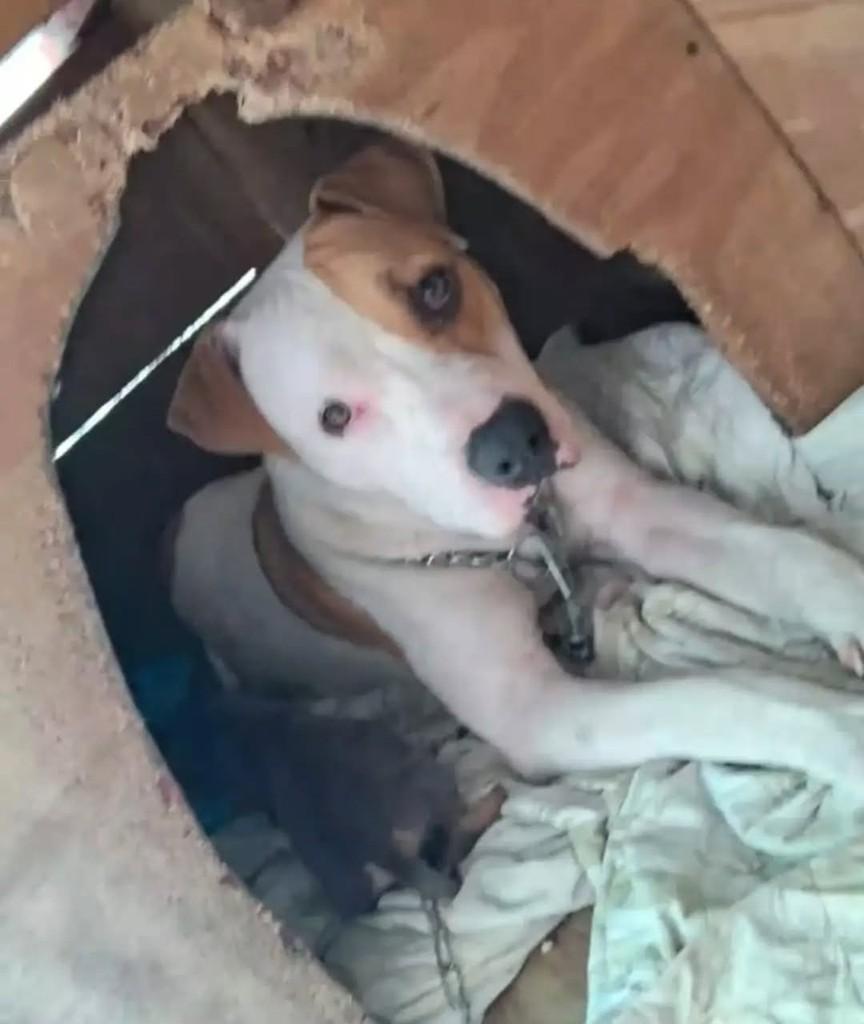 Jasmine, cachorro de porte médio para adoção em São José dos Pinhais - PR