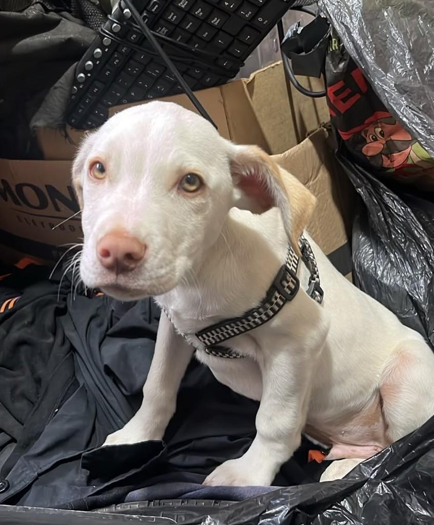 Icaro, cachorro de porte pequeno para adoção em São José dos Pinhais - PR