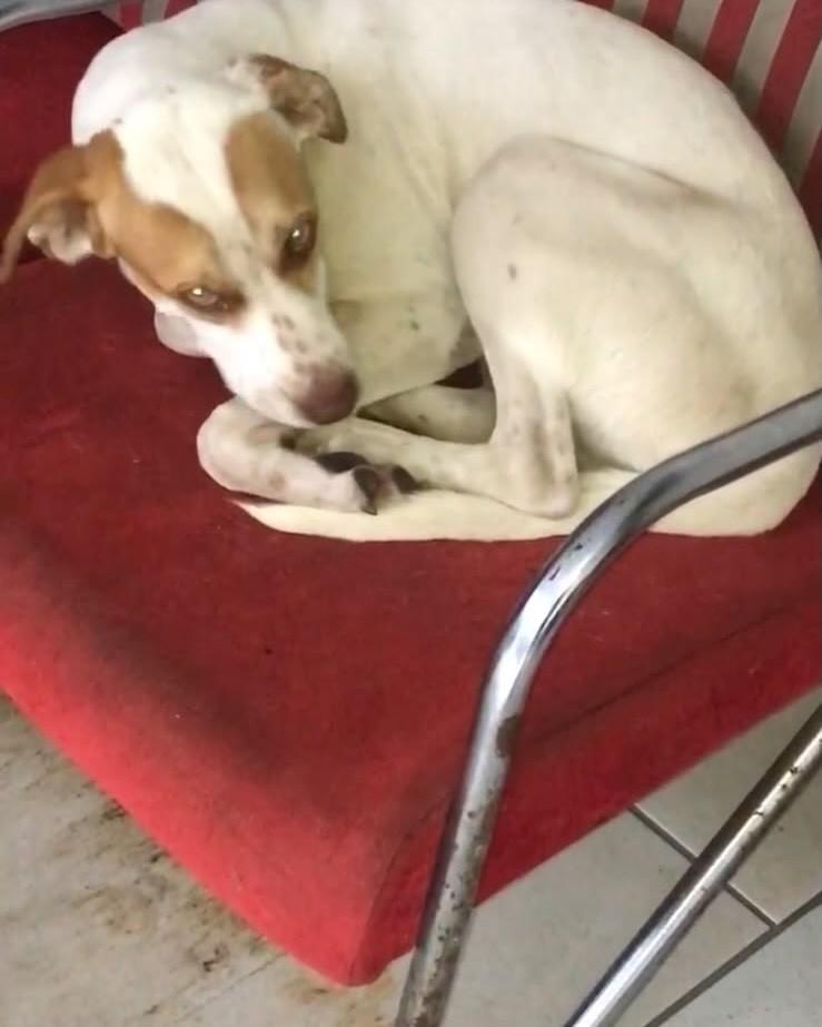 Nena, cachorro de porte médio para adoção em São José dos Pinhais - PR