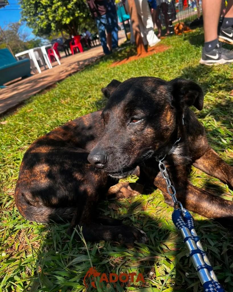 Drone, cachorro de porte grande para adoção em Uberaba - MG