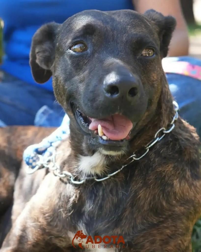 Drone, cachorro de porte grande para adoção em Uberaba - MG — foto 2 de 2