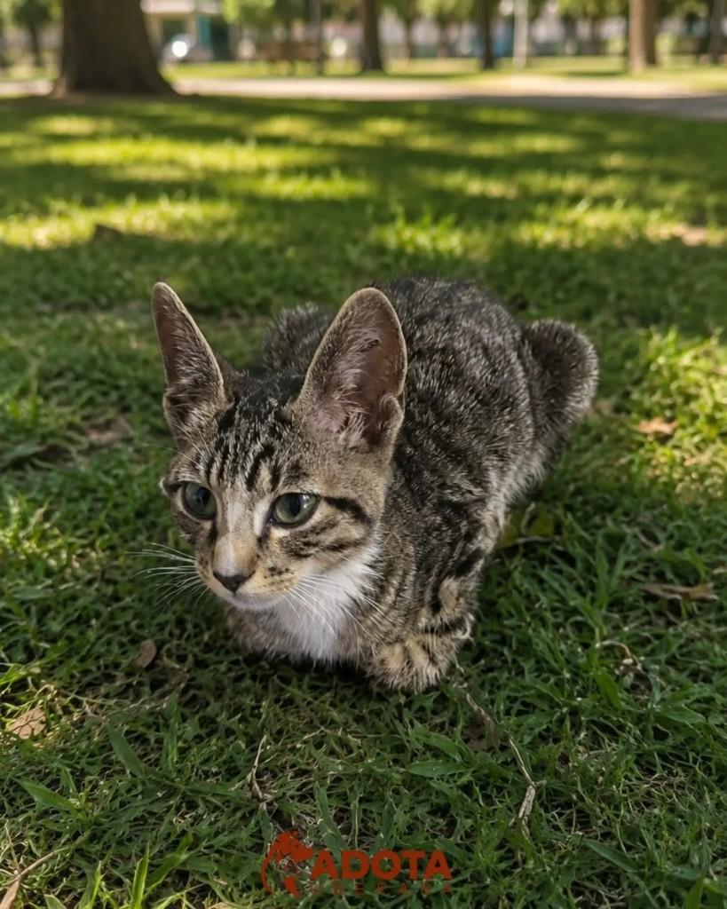 Ele, gato de porte pequeno para adoção em Uberaba - MG