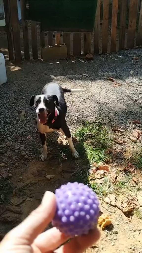 Luz, cachorro de porte médio para adoção em Resende - RJ