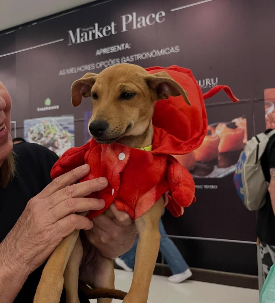 Juliana Paes, cachorro de porte médio para adoção em São Paulo - SP