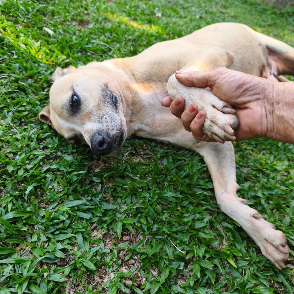 Bruno, cachorro de porte médio para adoção em Cotia - SP