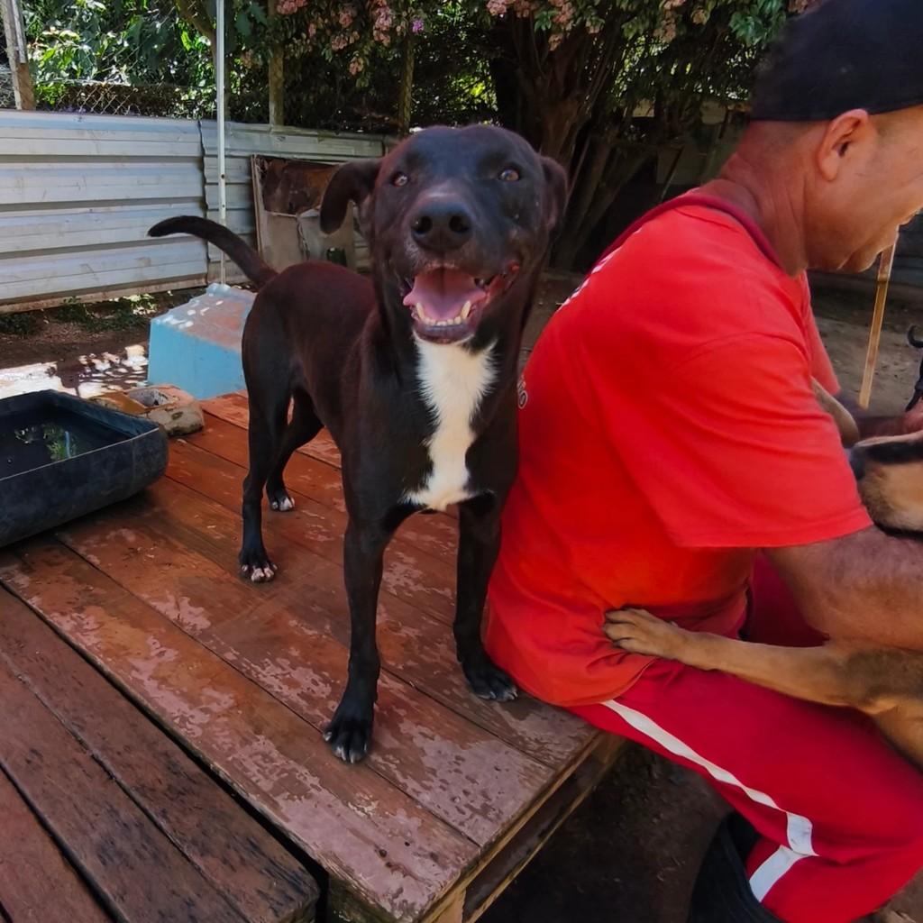 Chico, cachorro de porte médio para adoção em Cotia - SP