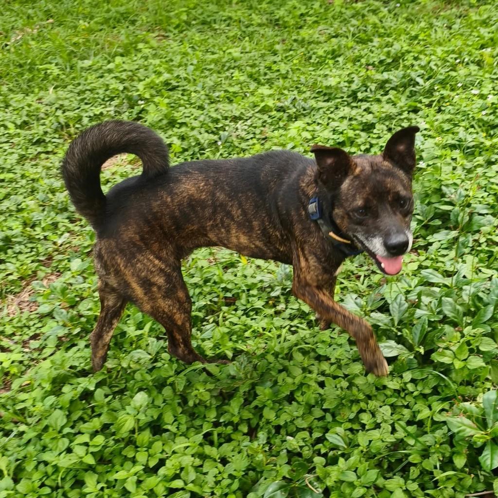 Petisco, cachorro de porte médio para adoção em Cotia - SP