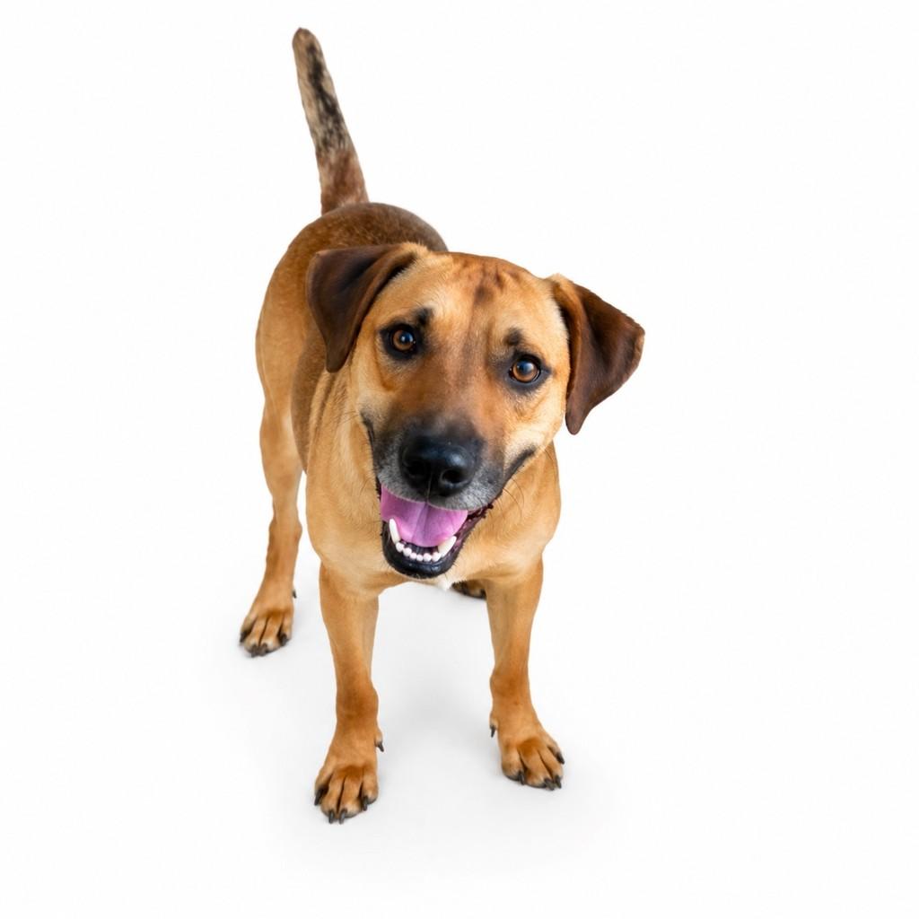 Caramelo, cachorro de porte médio para adoção em Cotia - SP