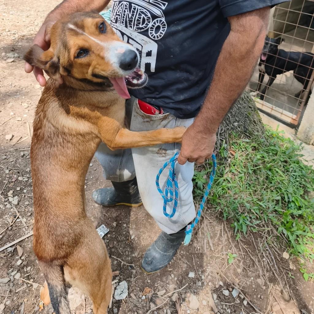 Feliz, cachorro de porte médio para adoção em Cotia - SP
