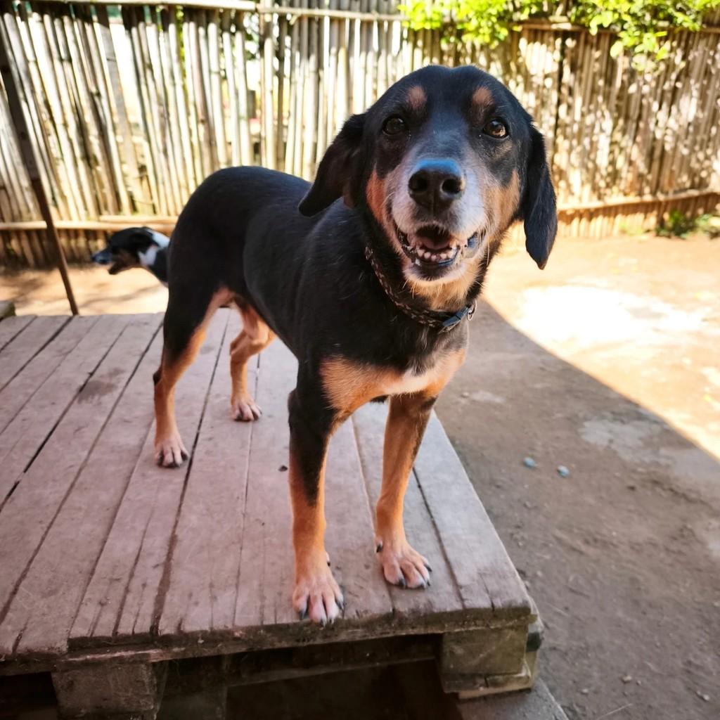 Spike, cachorro de porte pequeno para adoção em Cotia - SP