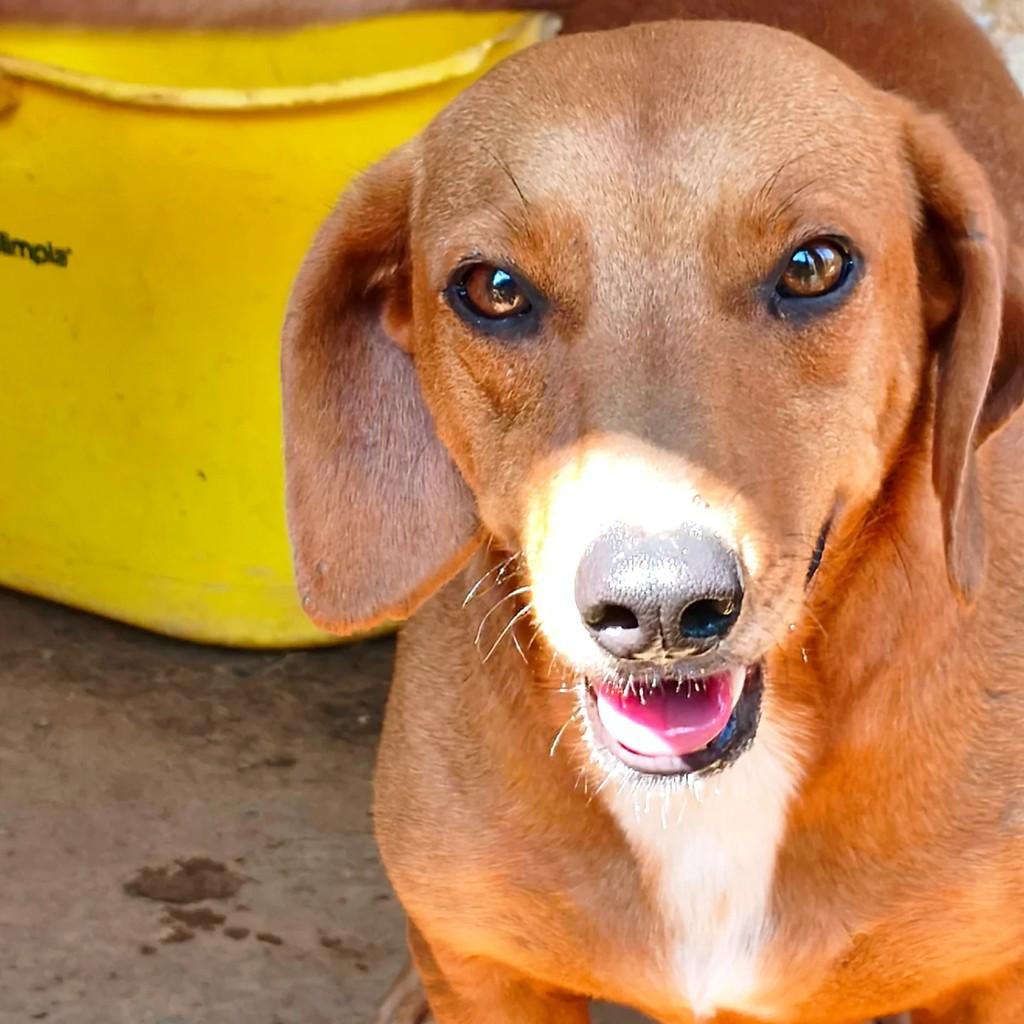 Jaime, cachorro de porte pequeno para adoção em Cotia - SP