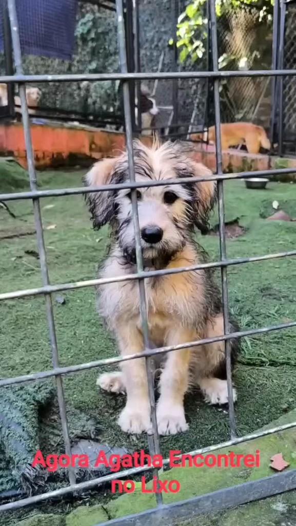 Agatha, cachorro de porte pequeno para adoção em Cotia - SP