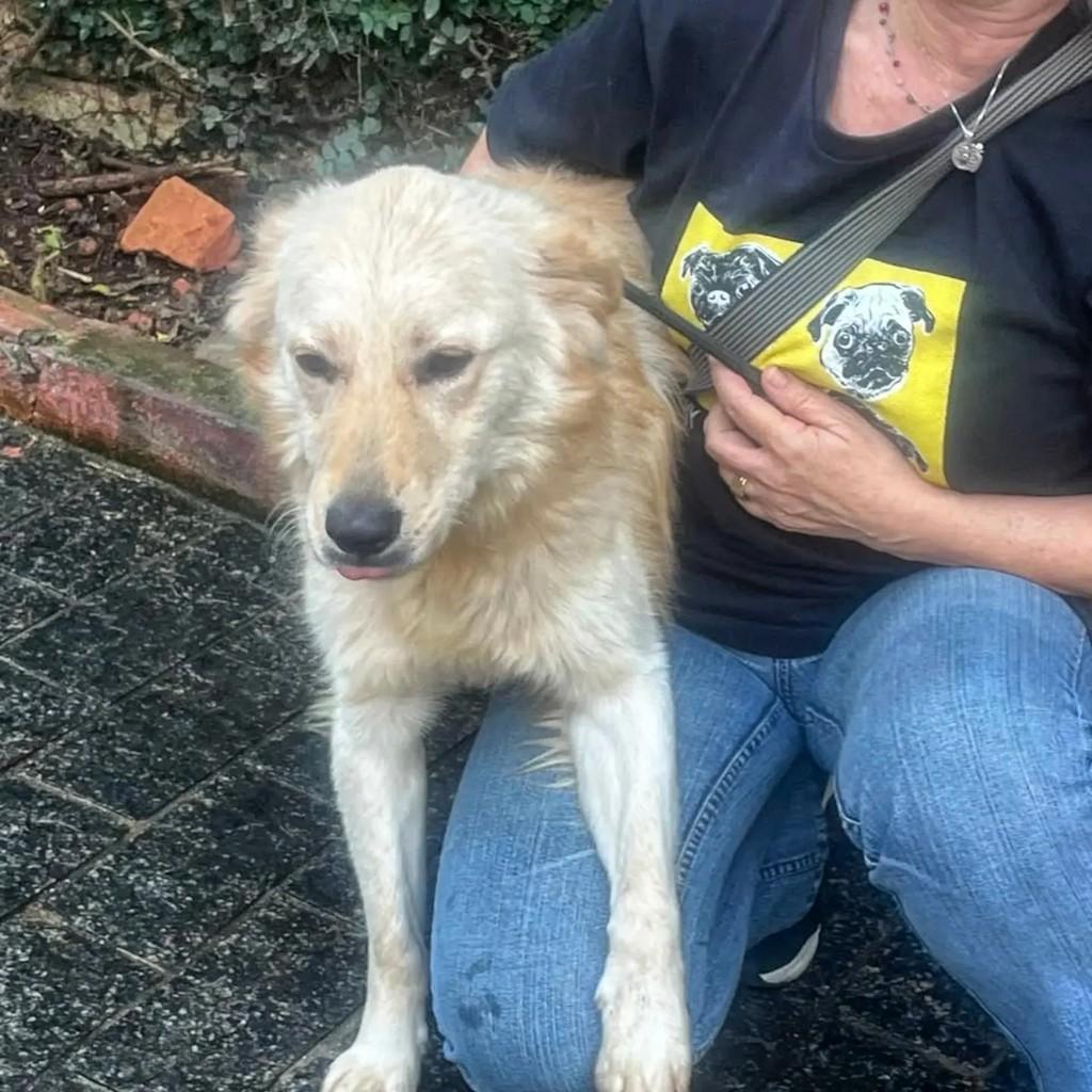 Lian, cachorro de porte médio para adoção em Cotia - SP