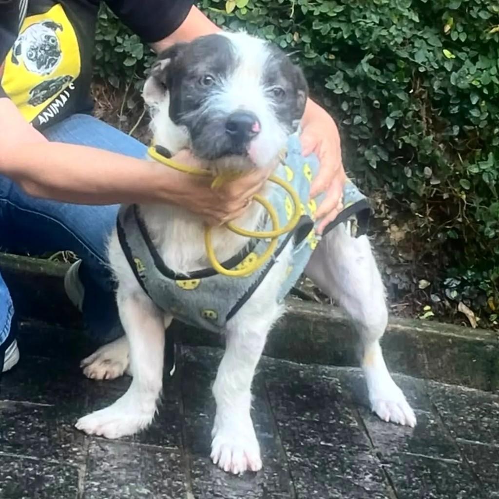Dante, cachorro de porte pequeno para adoção em Cotia - SP