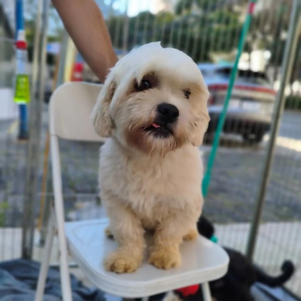 Beethoven, cachorro de porte pequeno para adoção em Cotia - SP