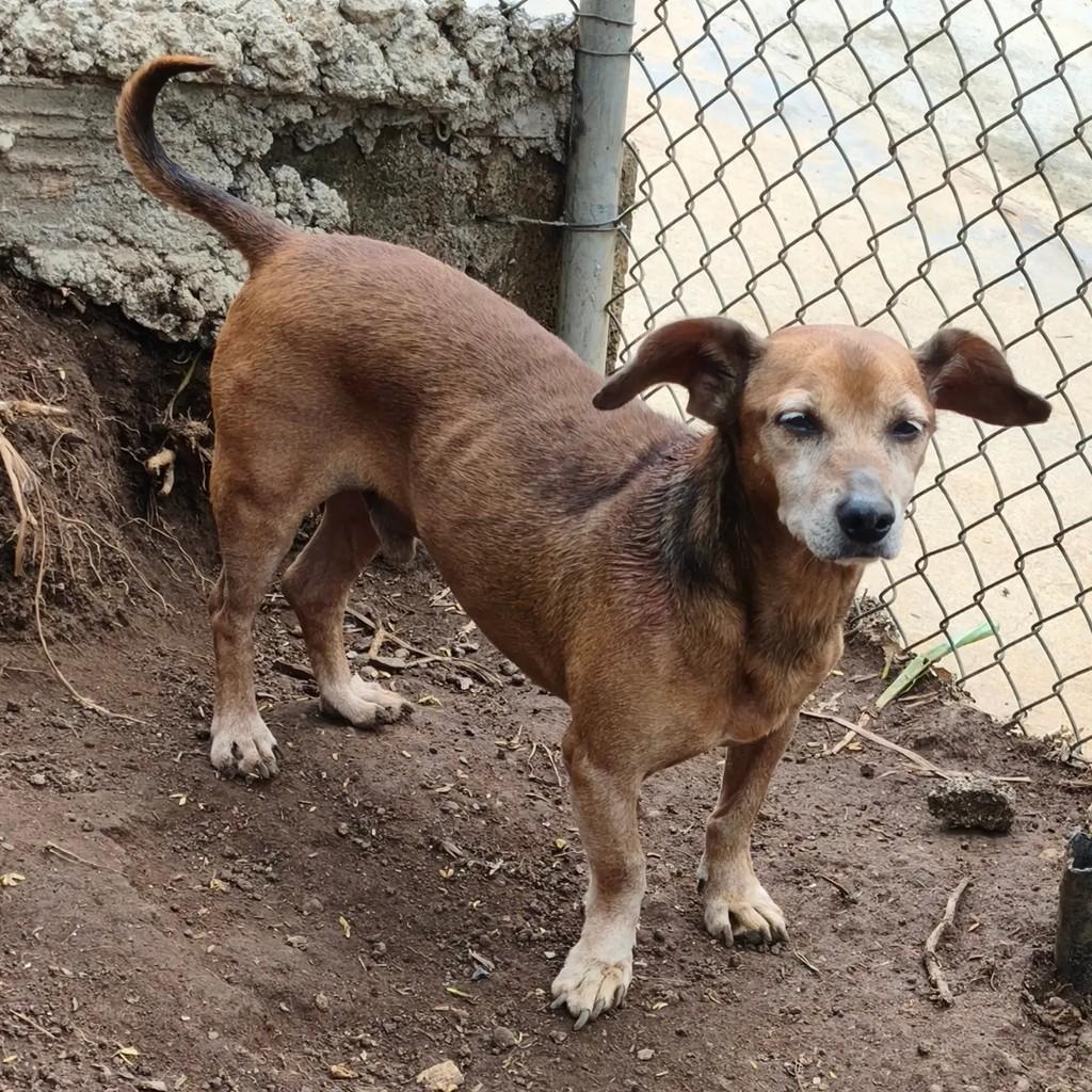 Pequenino, cachorro de porte pequeno para adoção em Cotia - SP