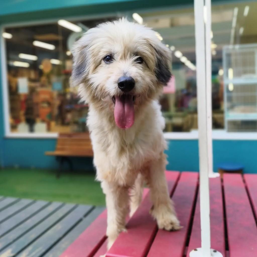 Champignon, cachorro de porte médio para adoção em São Roque - SP
