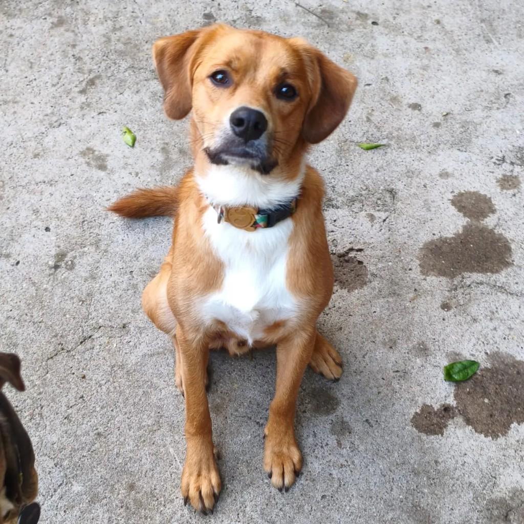Carruagem, cachorro de porte médio para adoção em São Paulo - SP