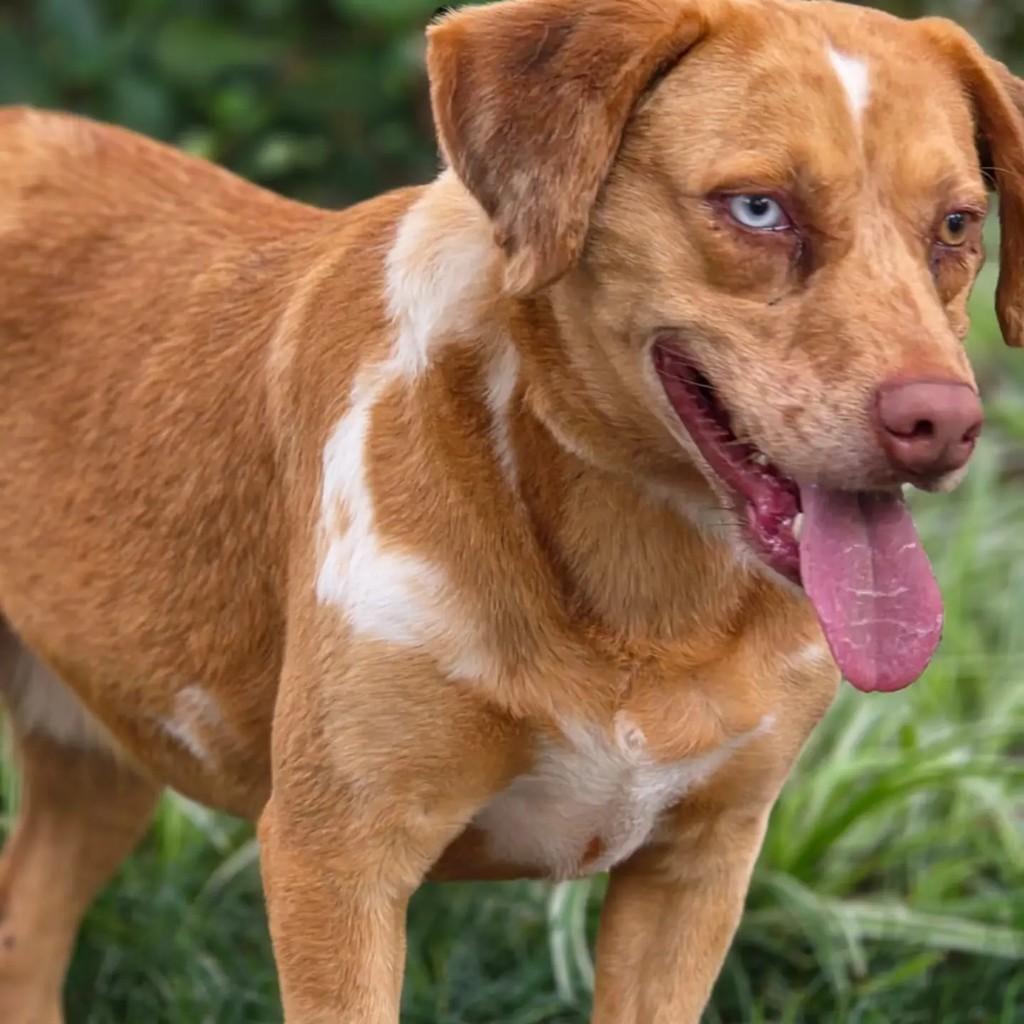 Marlon, cachorro de porte médio para adoção em Cotia - SP