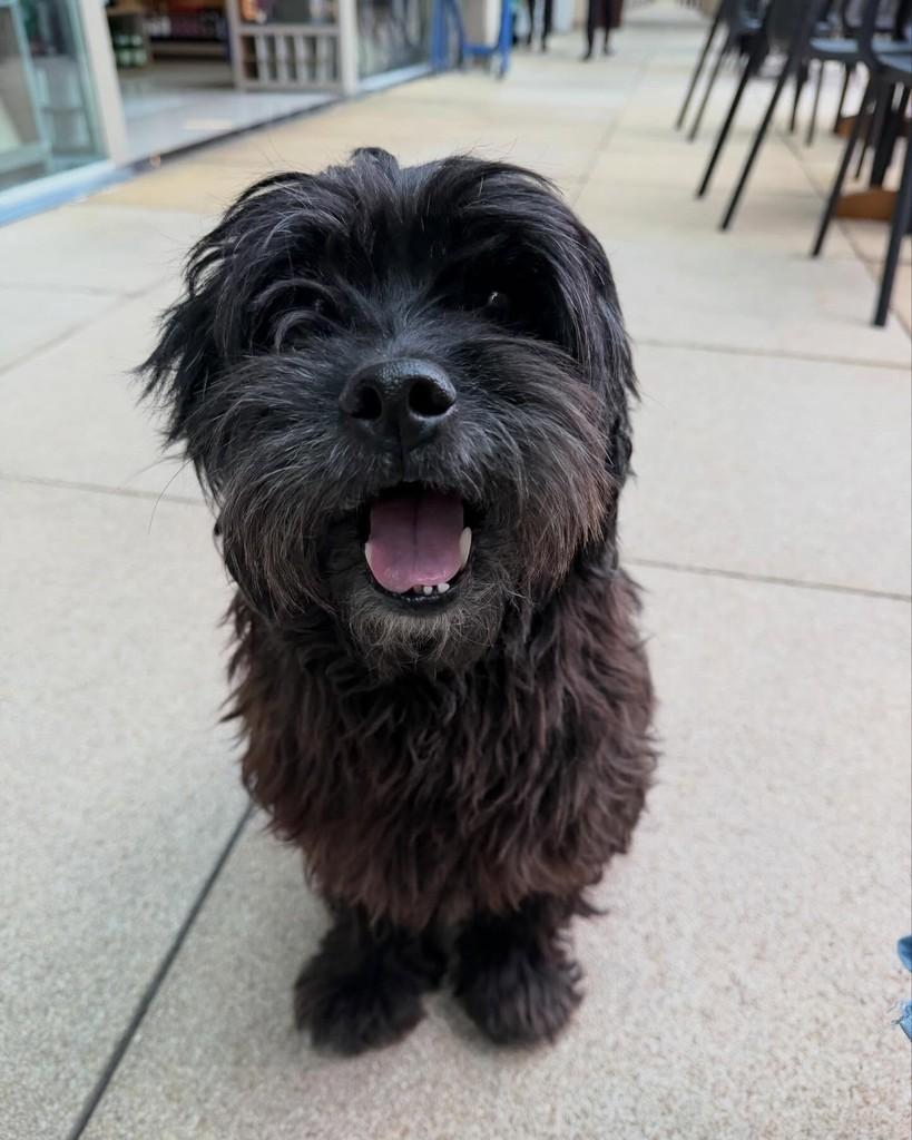 Leo, cachorro de porte pequeno para adoção em Cotia - SP