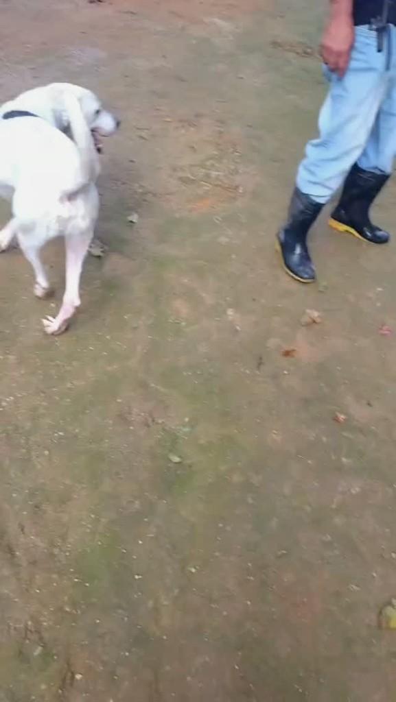 Tobias, cachorro de porte grande para adoção em Cotia - SP