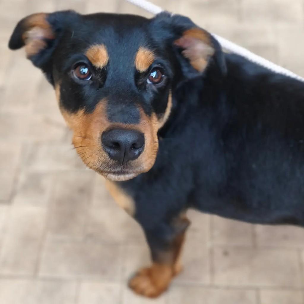 Javier, cachorro de porte médio para adoção em Cotia - SP