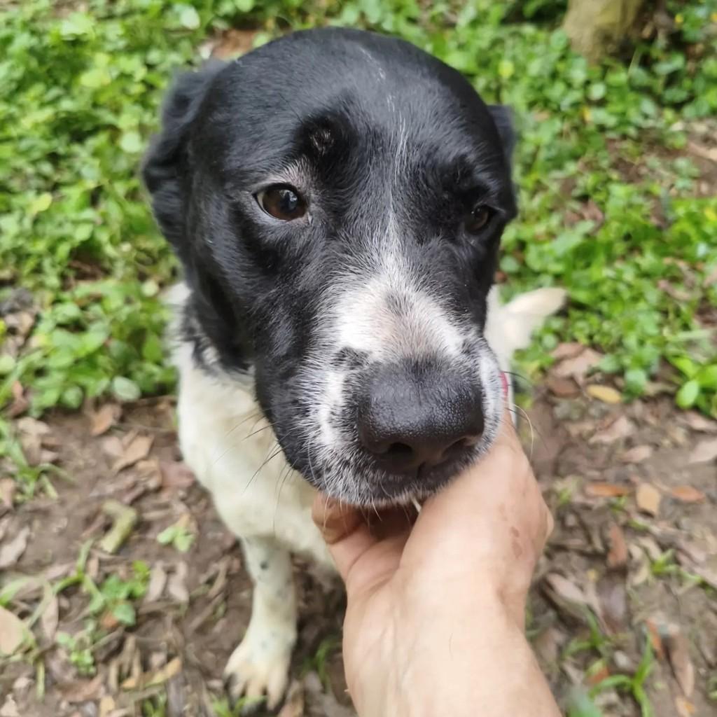 Ventania, cachorro de porte médio para adoção em Cotia - SP