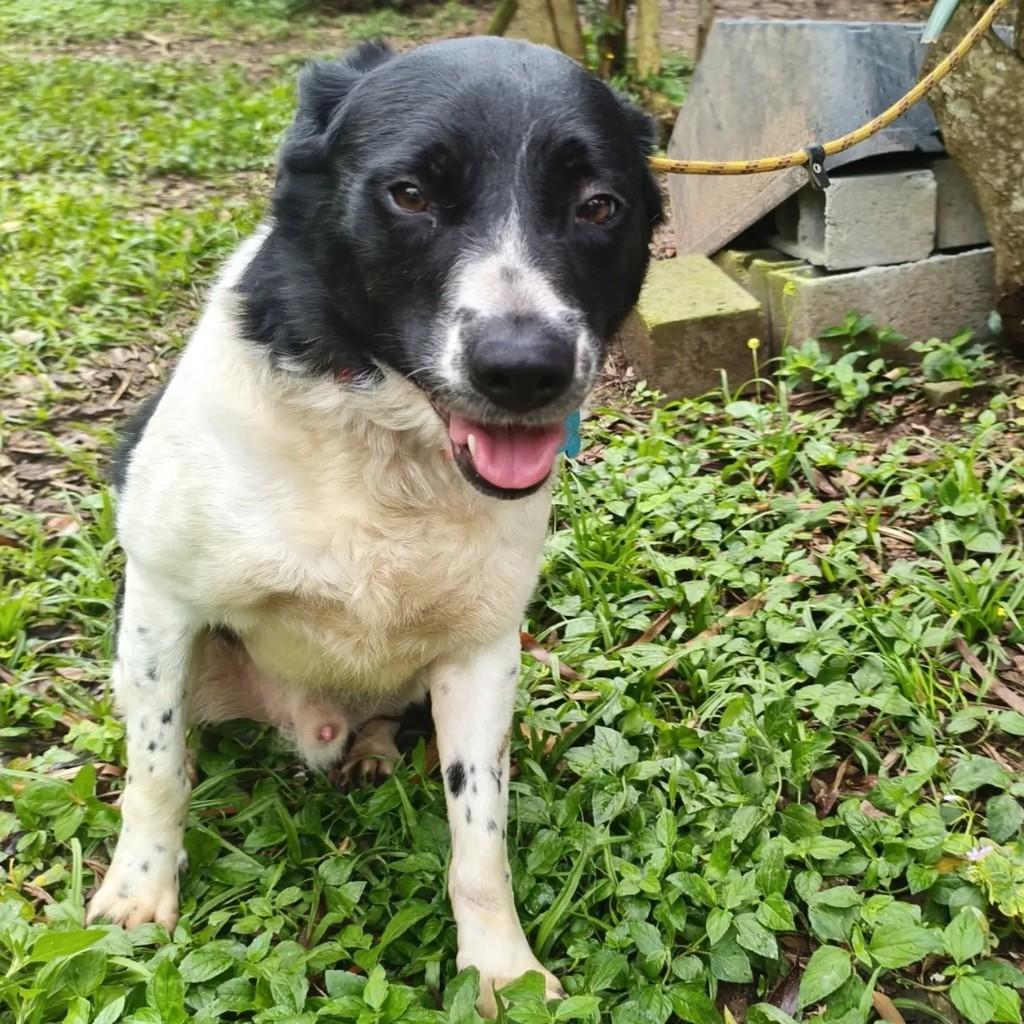 Ventania, cachorro de porte médio para adoção em Cotia - SP — foto 2 de 8