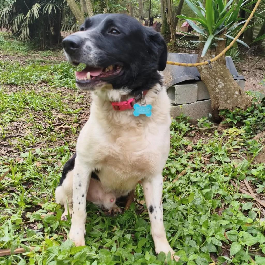 Ventania, cachorro de porte médio para adoção em Cotia - SP — foto 3 de 8