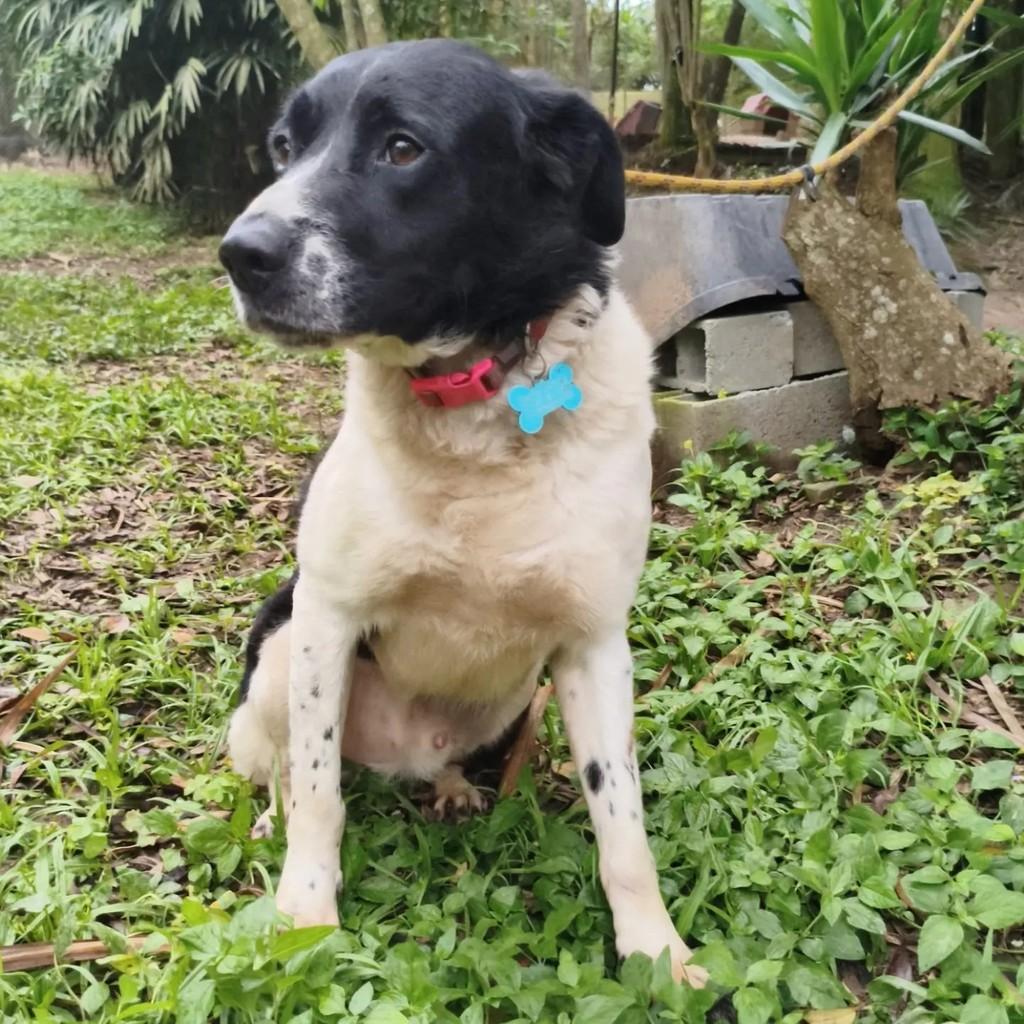 Ventania, cachorro de porte médio para adoção em Cotia - SP — foto 4 de 8
