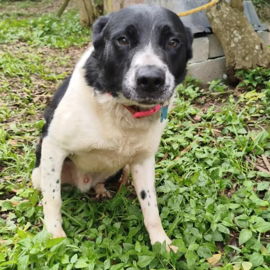 Ventania, cachorro de porte médio para adoção em Cotia - SP — foto 5 de 8