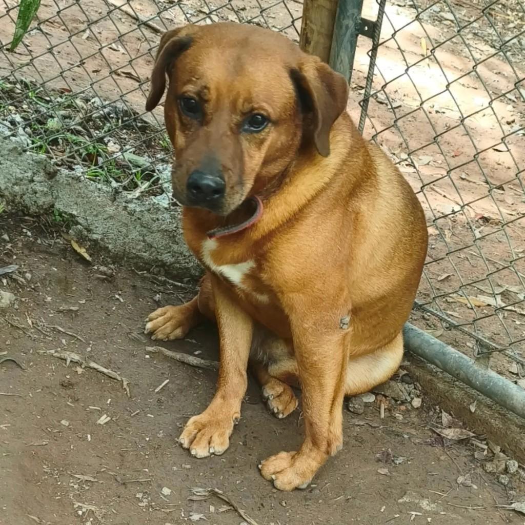 Negão, cachorro de porte médio para adoção em Cotia - SP