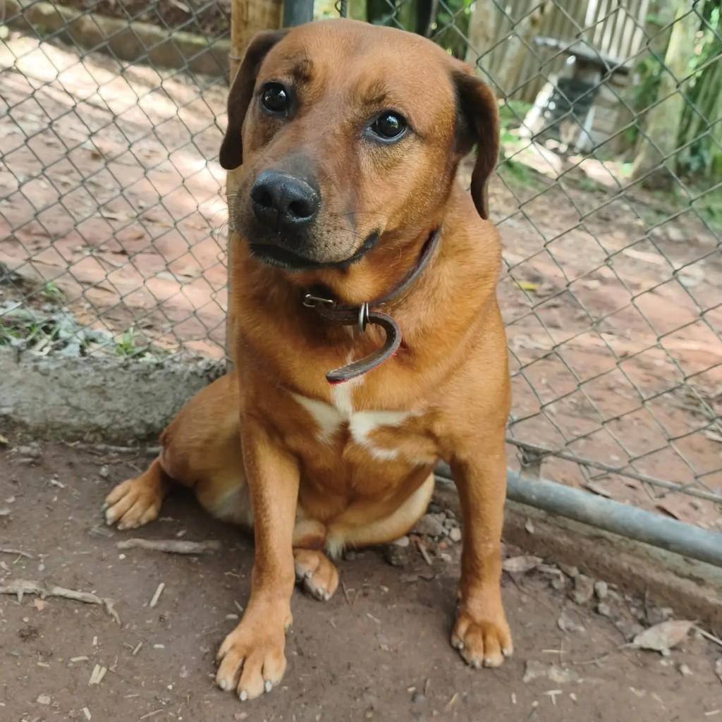 Negão, cachorro de porte médio para adoção em Cotia - SP — foto 2 de 6