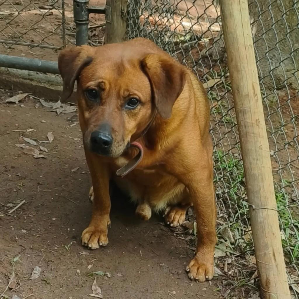 Negão, cachorro de porte médio para adoção em Cotia - SP — foto 3 de 6