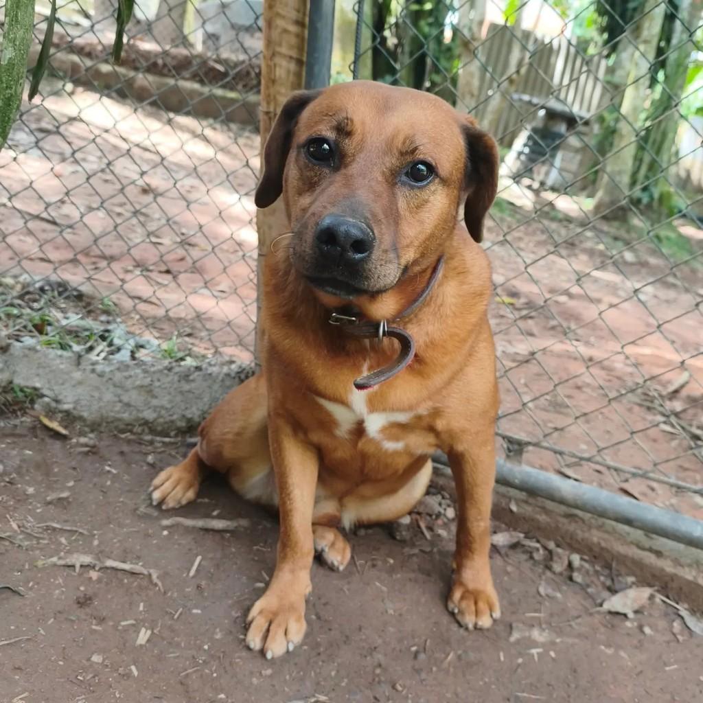 Negão, cachorro de porte médio para adoção em Cotia - SP — foto 4 de 6