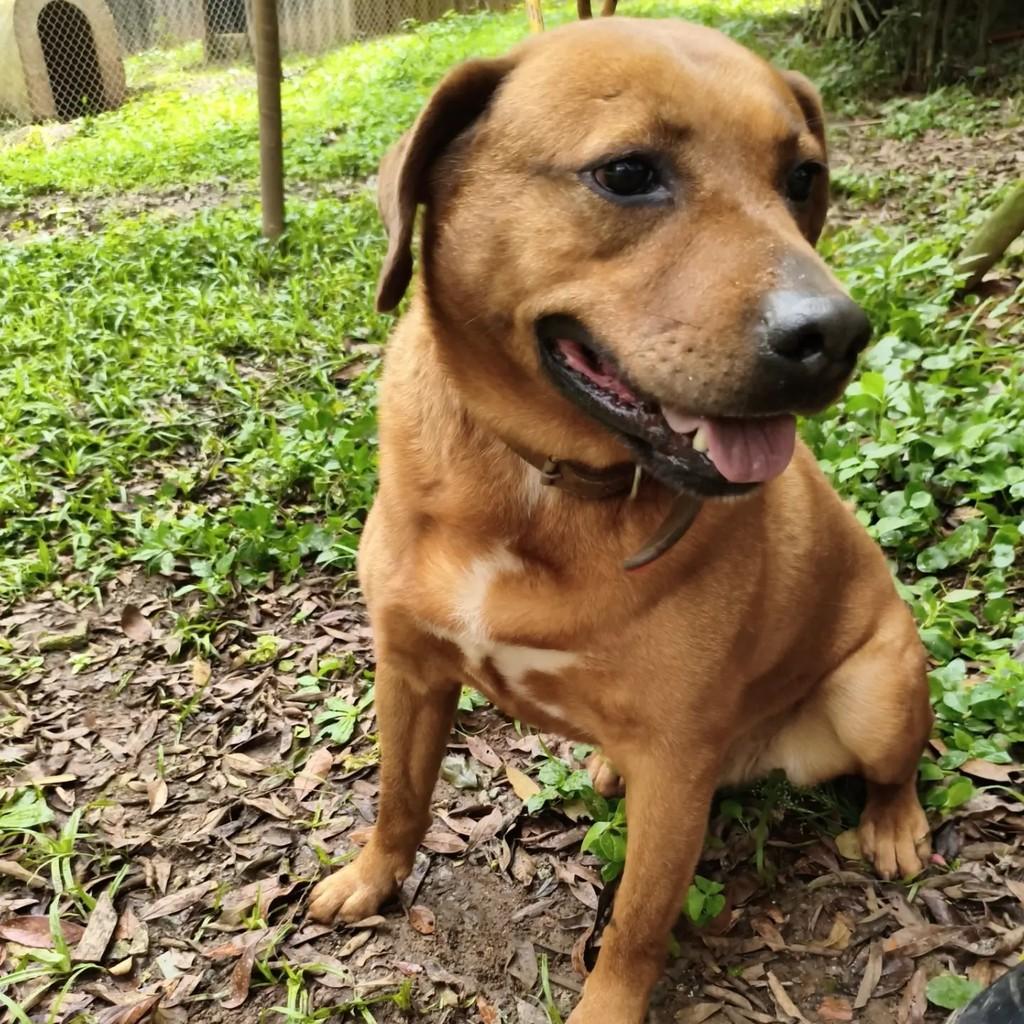 Negão, cachorro de porte médio para adoção em Cotia - SP — foto 5 de 6