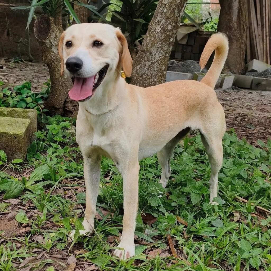 Laka, cadela de porte médio para adoção em Cotia - SP