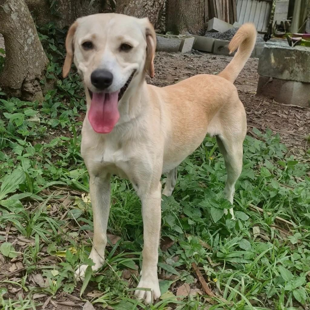 Laka, cadela de porte médio para adoção em Cotia - SP — foto 2 de 7