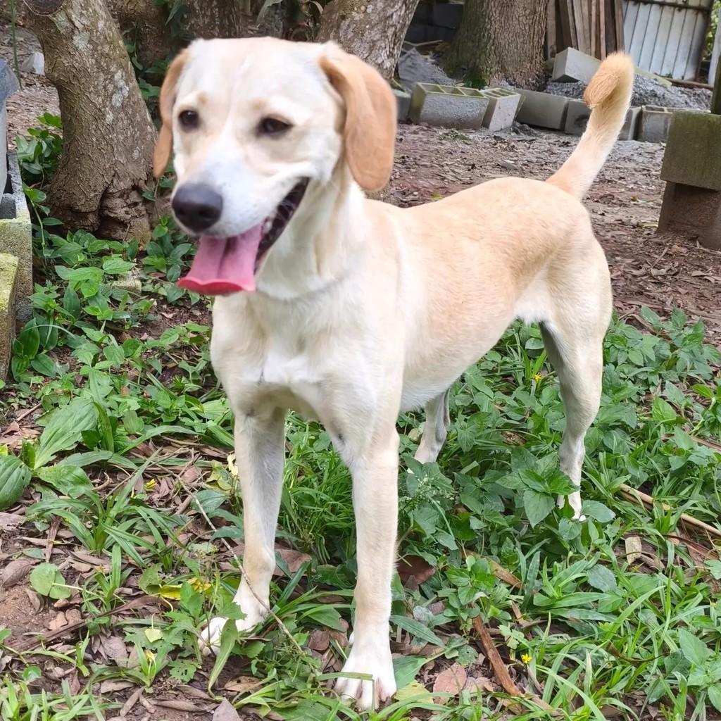 Laka, cadela de porte médio para adoção em Cotia - SP — foto 3 de 7