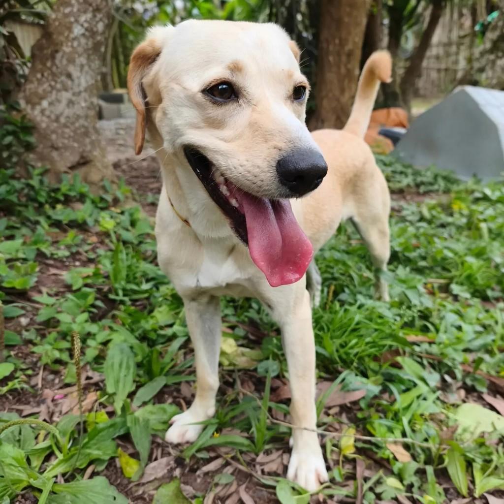 Laka, cadela de porte médio para adoção em Cotia - SP — foto 4 de 7
