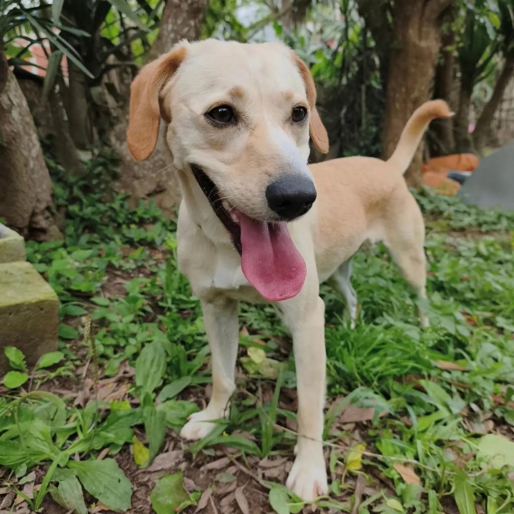 Laka, cadela de porte médio para adoção em Cotia - SP — foto 5 de 7