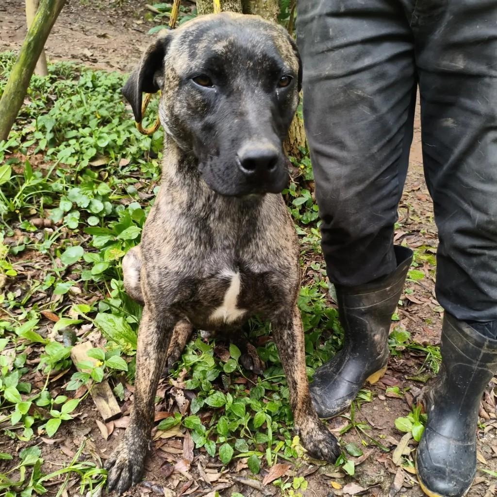 Sergio, cachorro de porte médio para adoção em Cotia - SP