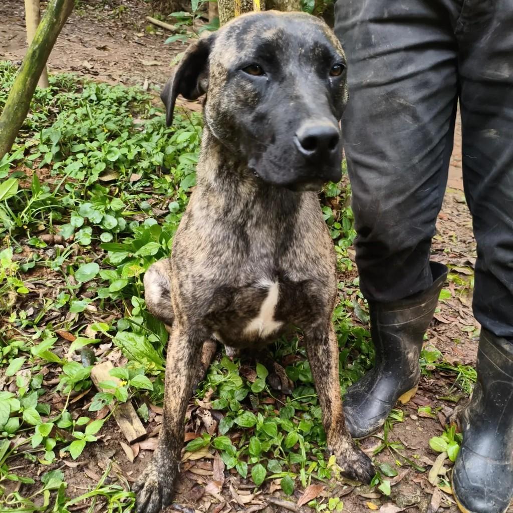 Sergio, cachorro de porte médio para adoção em Cotia - SP — foto 2 de 7