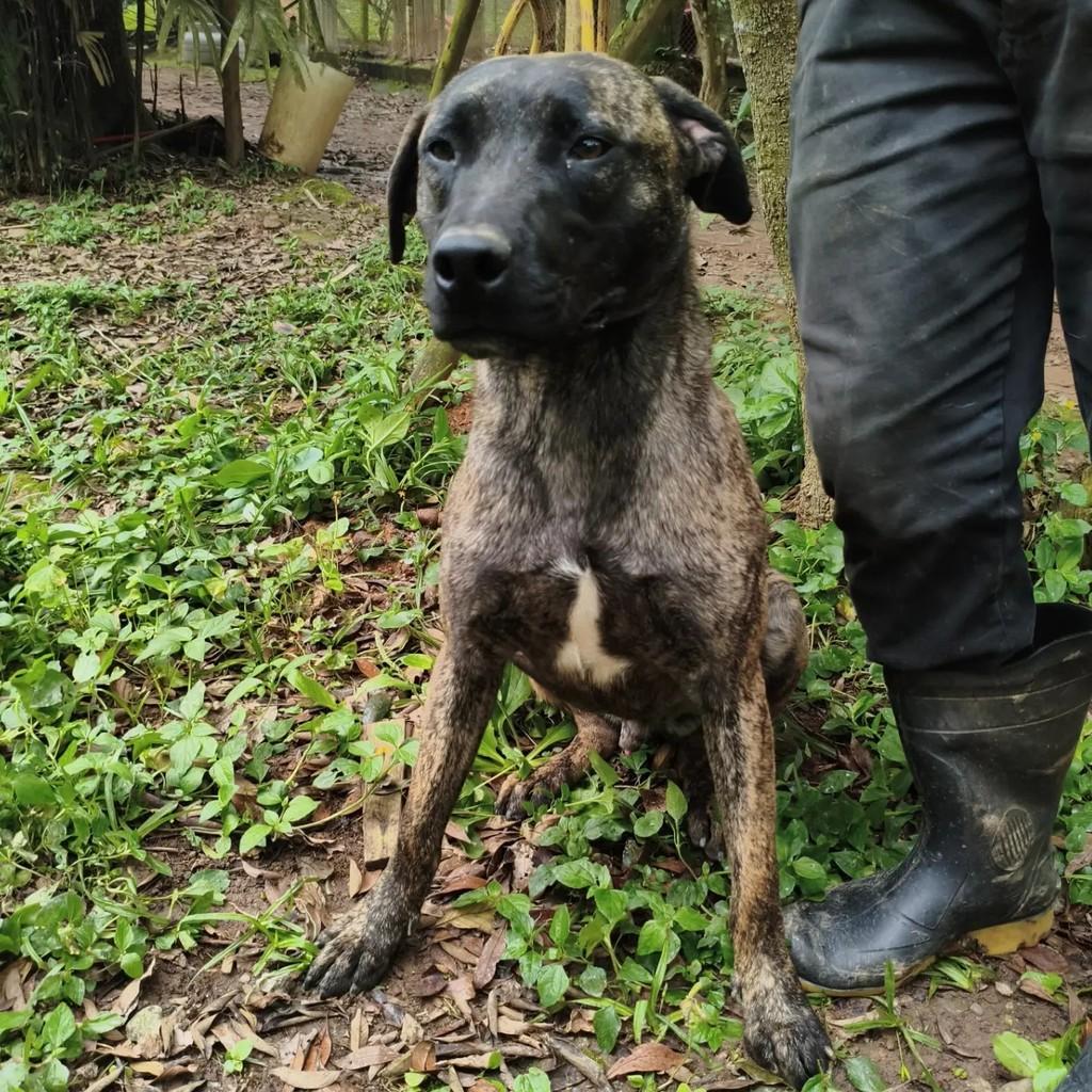 Sergio, cachorro de porte médio para adoção em Cotia - SP — foto 3 de 7