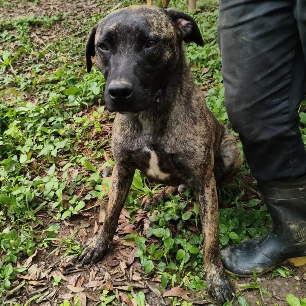 Sergio, cachorro de porte médio para adoção em Cotia - SP — foto 4 de 7